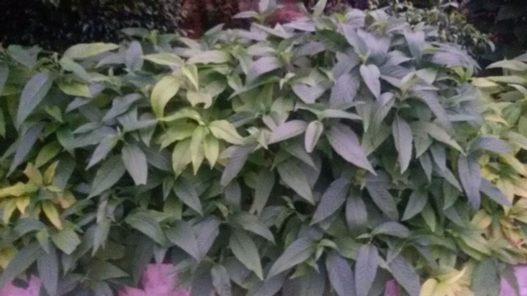 Multple advantages of Addasaram in mosquitoes&mosquito diseases control