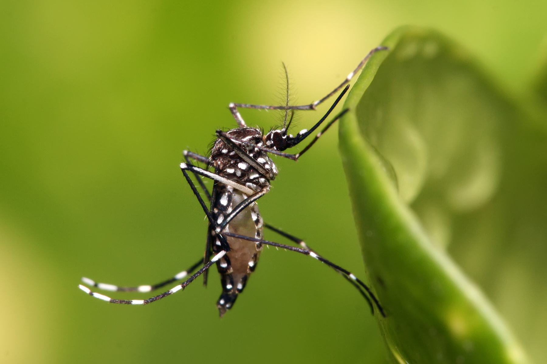 Bio-Eradication of Mosquitoes in suryapet
