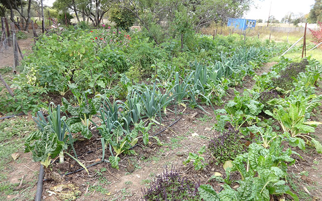 Herbal Parks initiative in khammam