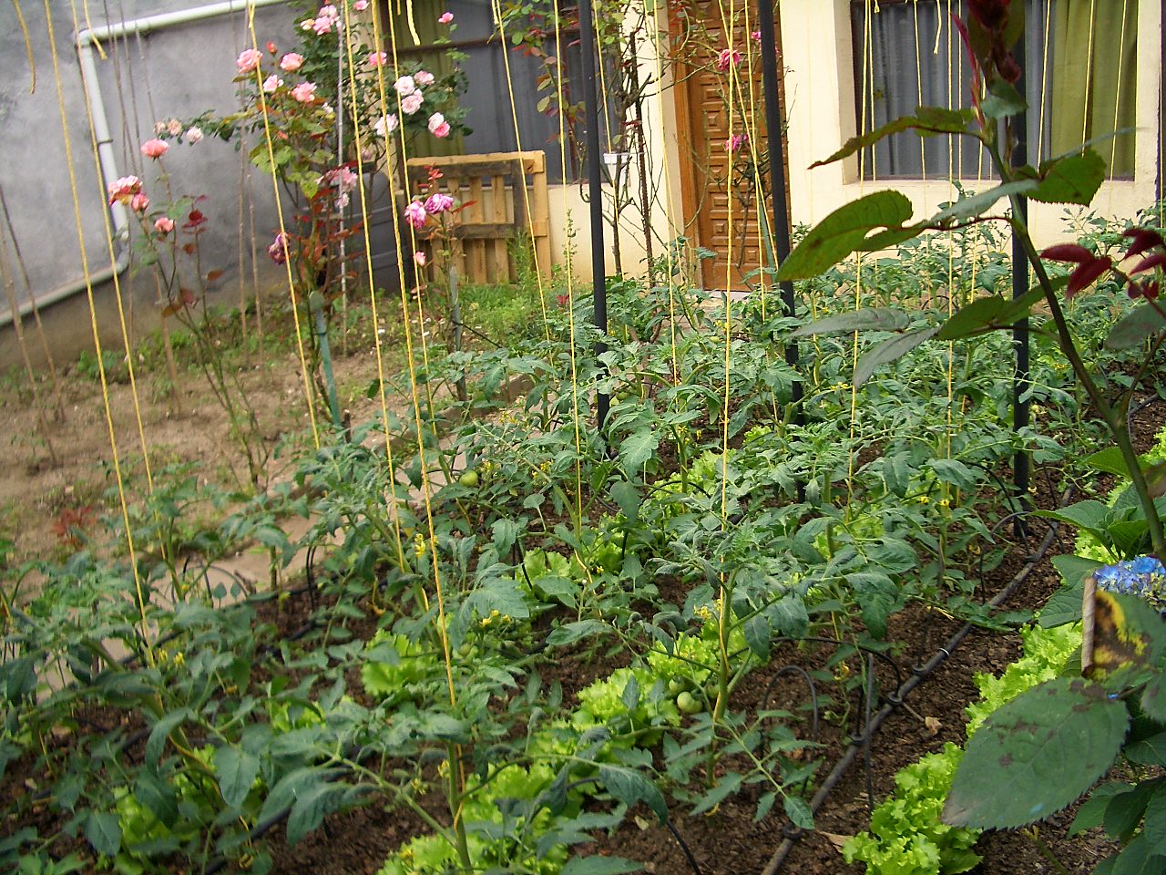 Initiative of Kitchen gardens in Suryapet Municipality