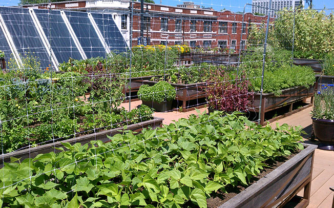 Why rooftop Agriculture?