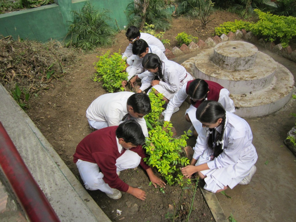 Tree Plantation