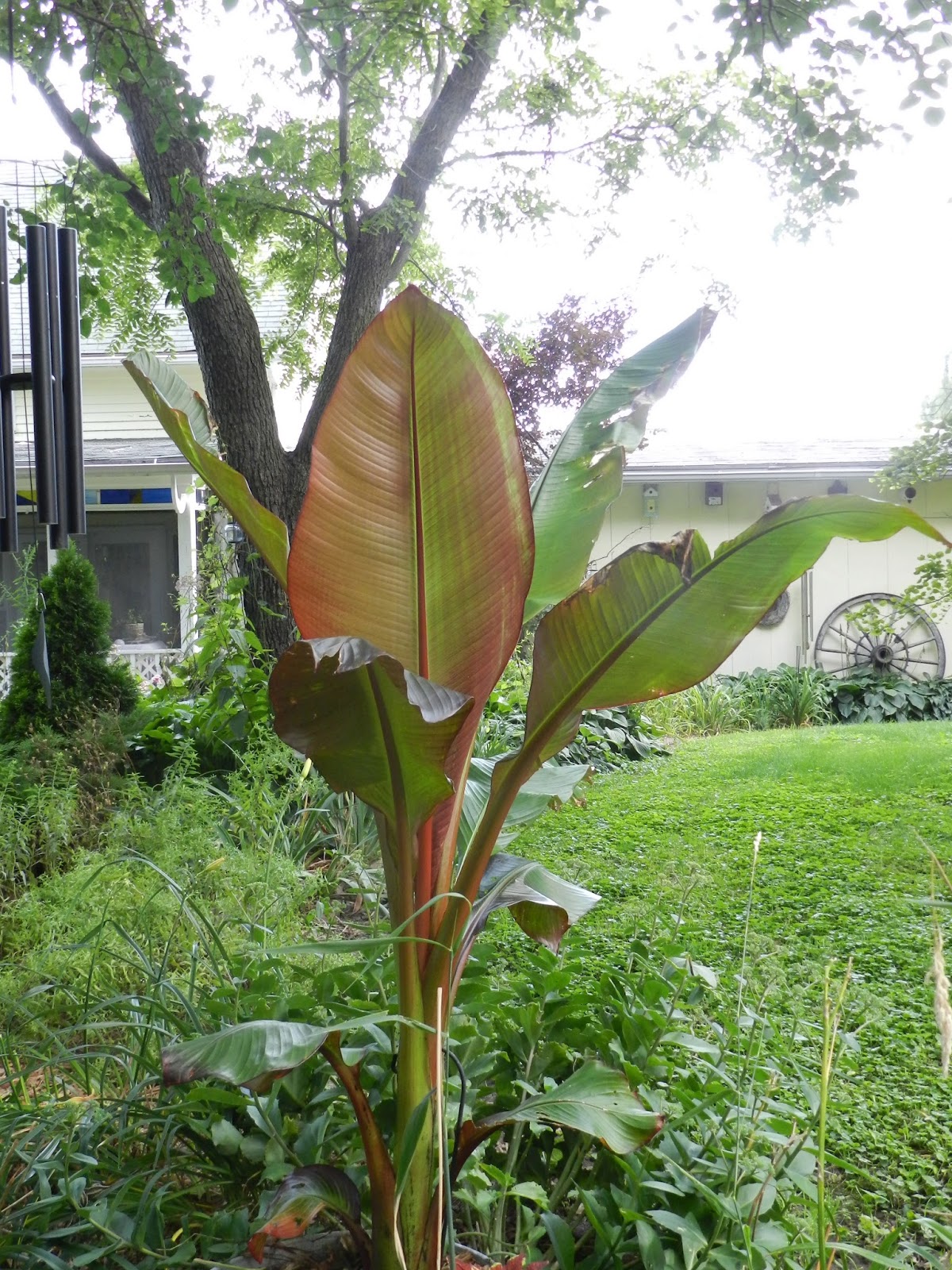 Amazing water conservation with banana plants