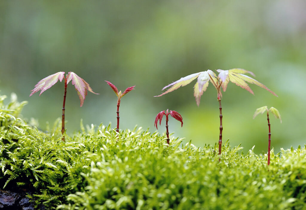 Sustaining Saplings Srinivas Bonagiri
